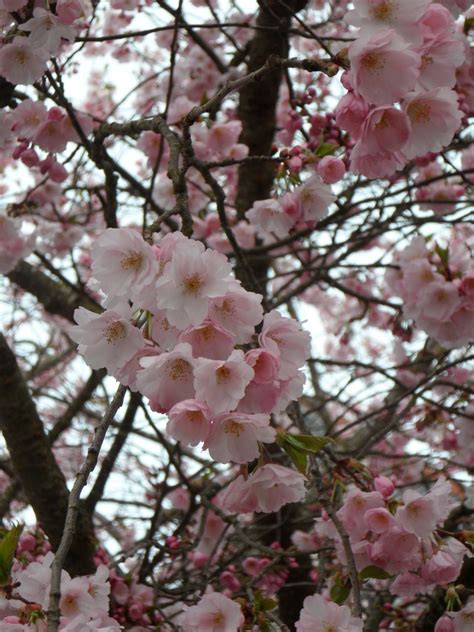 Free Images Branch Wood Flower Petal Food Spring Produce Pink