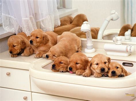 Funny Golden Retriever Puppies 7002491