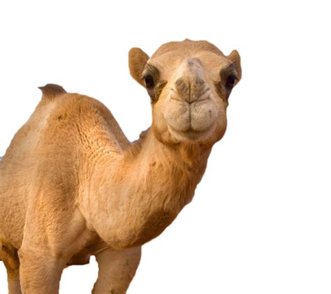 Any camels beneath it are left where they are. High Resolution Camel Png Icon 600x533, 237.83 KB, Camel ...