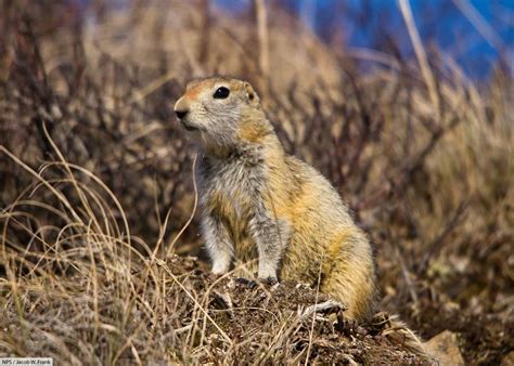 Arctic Ground Squirrel Facts Pictures And Information Longest Hibernation