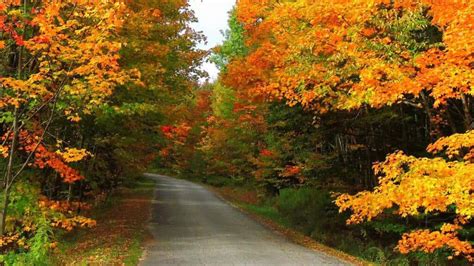 Road Between Yellow Red Green Autumn Leaves Trees Bushes Grass Hd