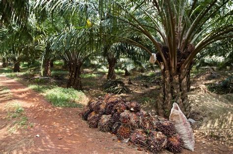 Oil Palm Plantations Threaten Protected Malaysian Forests In Unexpected