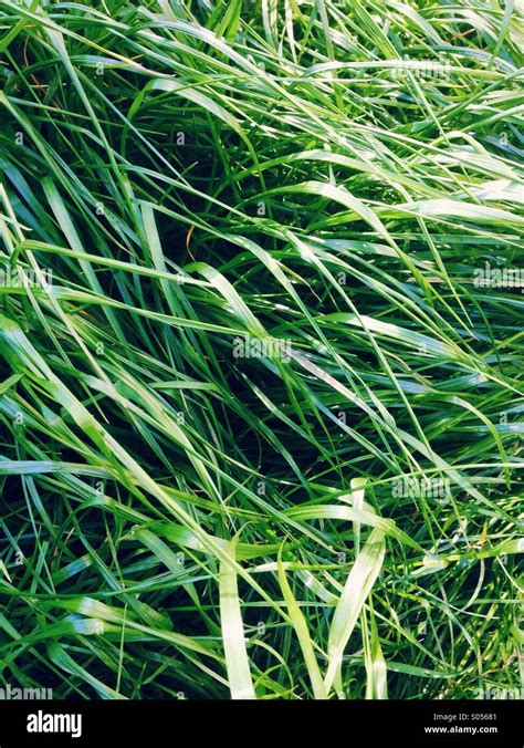 The Emerald Grass Hi Res Stock Photography And Images Alamy