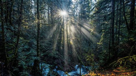 Rays Of Light Canada Vancouver Island National Canada Forest Hd