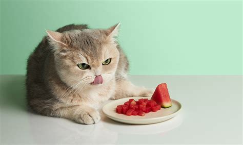 Can Cats Eat Watermelon Everything You Need To Know Bechewy