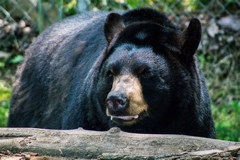 American Black Bear Wnc Nature Center