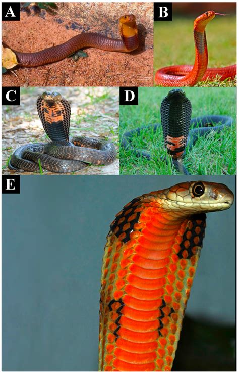 The Deadliest Cobras Also Look The Most Terrifying Gizmodo Uk