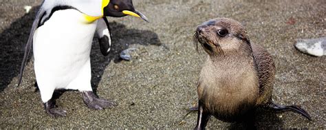 More Strange Animal Behavior Seals Caught Raping Penguins In The