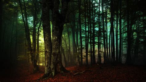 Twilight Forest Wallpaper