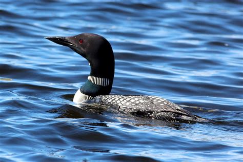 Gavia immer (Common Loon) | Common Loon or Great Northern Lo… | Flickr
