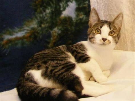 Calico Madeline Small Adult Female Cat For Sale In