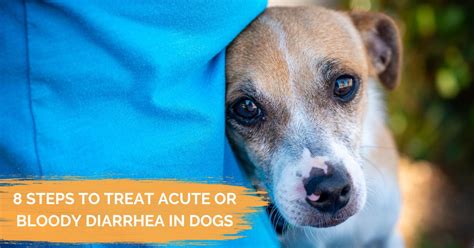 Dog Diarrhea With Blood Symptoms And Treatment