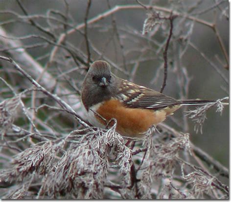 Backyard Bird Cam Female Spotted Towhee