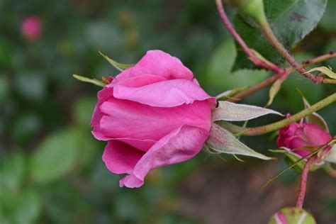 Free Picture Pink Roses Rose Flower Nature Flora