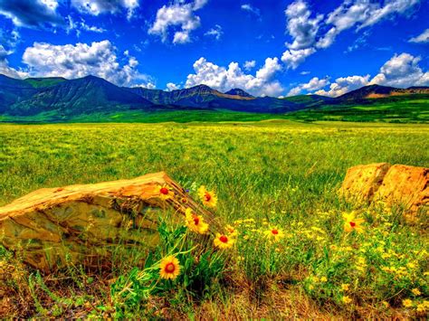 Summer Wild Flowers Stones Meadow Mountain Blue Sky With White Clouds