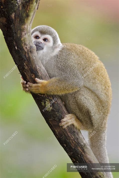 Wild Macaque Monkey Holding On Tree In Amazonian Ecuador — Woods