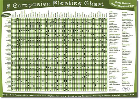 Mar 14 companion planting refers to the strategy of considering how one plant affects another and purposely planting those plants that can benefit one another close together, while avoiding planting those that may be a detriment near each other. Companion Planting - Urban Fish Farmer