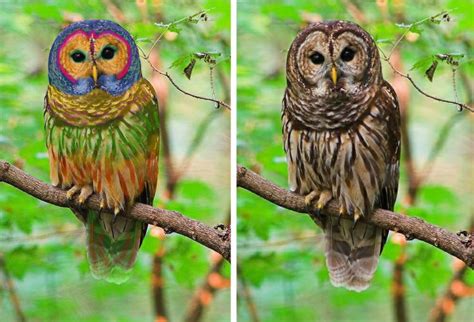Fake Rainbow Owl Left Real Barred Owl Right Owl Barred Owl Pet