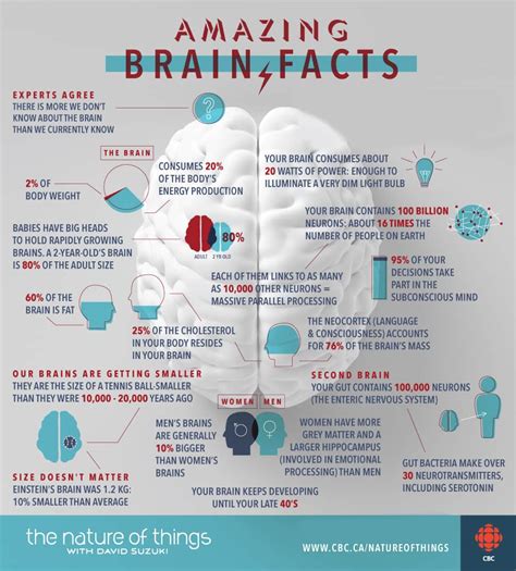 Amazing Brain Facts Nature Of Things