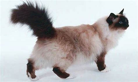 Kucing himalaya, atau dikenal sebagai himmie, adalah jenis kucing hibrida kucing persia dan siam. 15 Ciri-Ciri Kucing Himalaya, Jenis, Harga, Cara Merawat ...