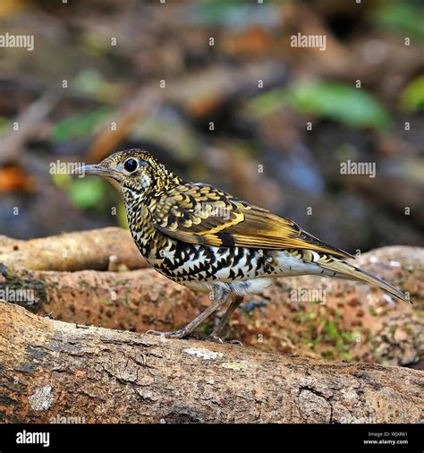 Beautiful Scaly Bird Scaly Thrush Zoothera Dauma Standing On The