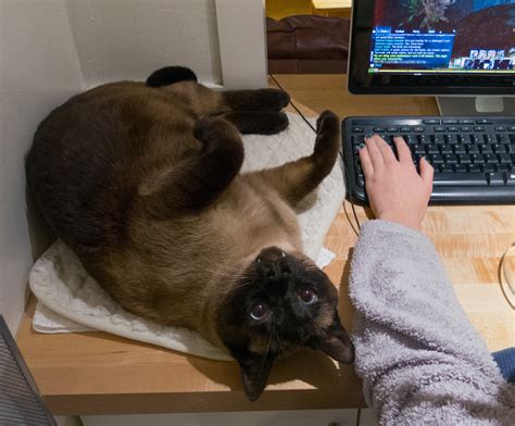 Free Images Computer Cat Feline Mammal Nap Siamese Fang