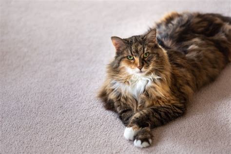 160 Calico Norwegian Forest Cat Stock Photos Pictures And Royalty Free