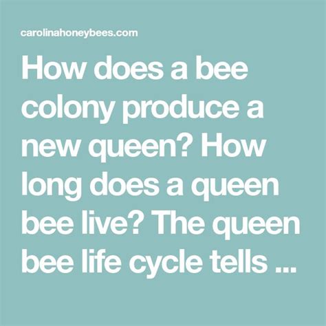 Queen Bee Life Cycle What You Need To Know Carolina Honeybees In 2020