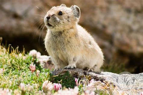 A Small Rodent Sitting On Top Of A Rock Next To Some Grass And Flowers