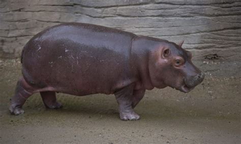Hipopótamo Del Nilo Nace En El Parque Ecológico De Zacango Pero No Le