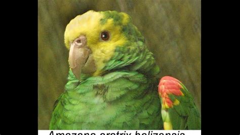 Amazon Parrot Species Youtube