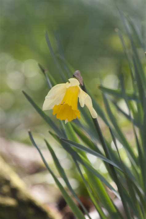 Easter Daffodil Andrew Gardiner Flickr