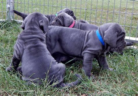 Find neapolitan mastiffs for sale on oodle classifieds. Neapolitan Mastiff Puppies For Sale | Boston, MA #261046