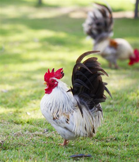 This means you wont be eating beef 5 nights a week. The Ultimate Guide to Finding the Best Pastured Chicken ...