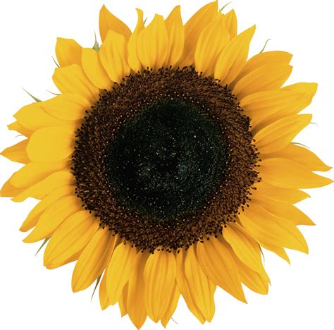 Sunflower Png Transparent Image Download Size 1962x1938px