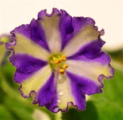 African Violet Chimera Flowers - Baby Violets