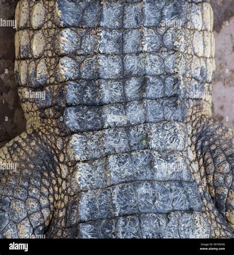 Alligator Skin Texture Hi Res Stock Photography And Images Alamy