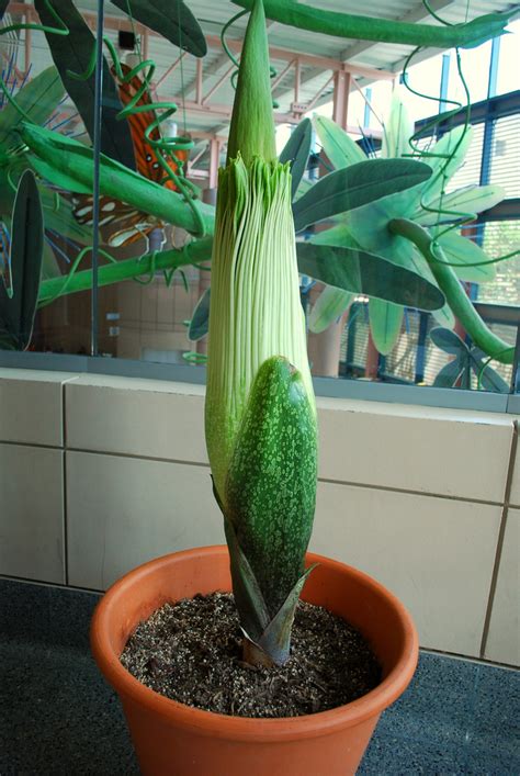 There are different types of flowers, rare and exotic in nature, that have no match when it comes to their array of colors, petal arrangement and attractive, yet unique. World's top eight unusual plants | Getting Knowledge