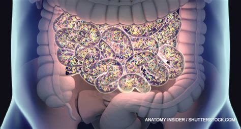 Gut Instinct Ankylosing Spondylitis And The Microbiome The Rheumatologist