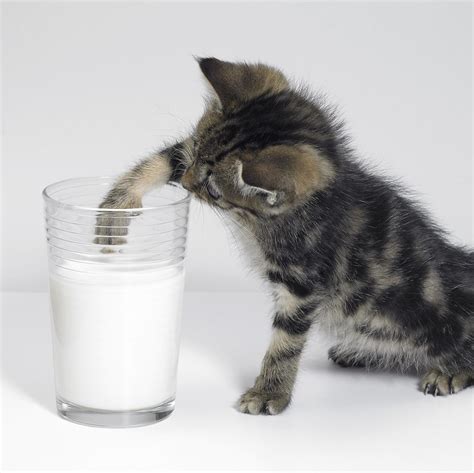 Why Do Cats Like Milk Poultry Care Sunday