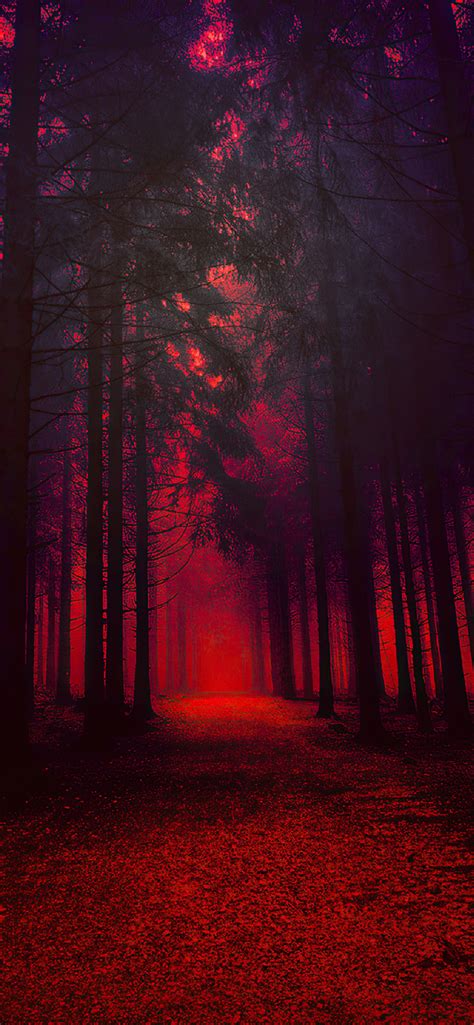1242x2688 Blood Forest Iphone Xs Max Hd 4k Wallpapers Images