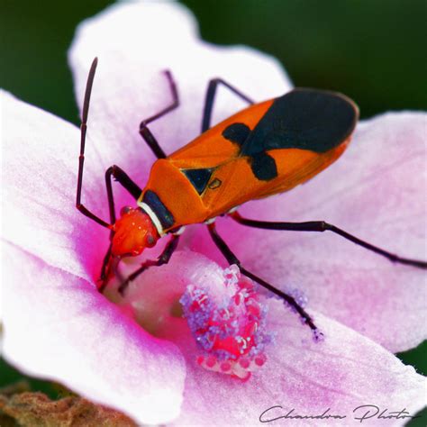 Firebug, FREE Stock Photo: Firebug Sucking Flower Nectar, Macro Photo ...