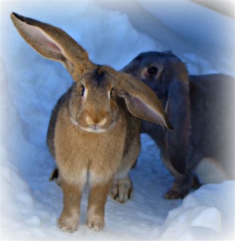 Content writing & social media posts translation. English Lop/Flemish Giant Marla and English Lop Lola ...