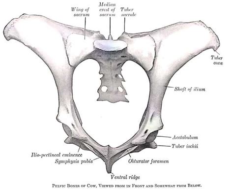 Cattle Pelvic Anatomy Human Anatomy