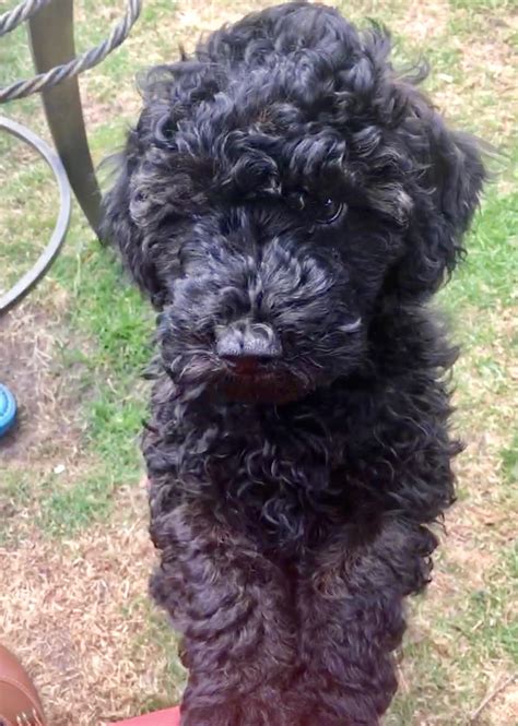 They are house trained and obedience trained. Available Australian Labradoodle Puppies | Over The Moon ...