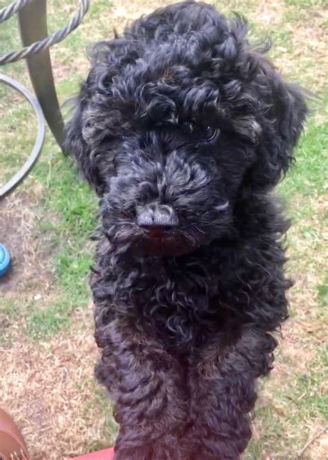 Puppy culture represents the gold standard in puppy rearing and early socialization. Available Australian Labradoodle Puppies | Over The Moon ...