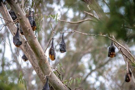 Flying Foxes Yarra Bend Park 2 Russell Charters Flickr
