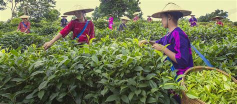 Myanmar Tea Association Tea Producer And Exporter Association Myanmar