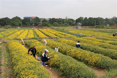 Ngắm Cánh đồng Hoa Cúc Chi Tuyệt đẹp ở Hưng Yên Báo Dân Trí