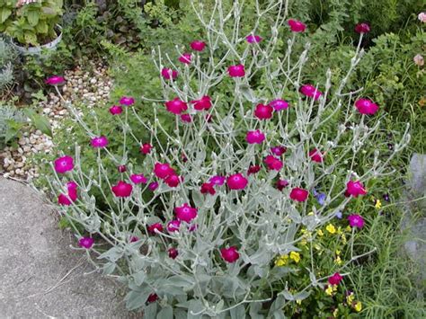 Maybe you would like to learn more about one of these? 24 Best Drought Tolerant Plants That Grow In Lack Of Water ...
